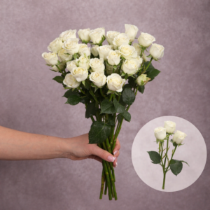 Spray Roses White Snowflake 10 stems per bunch