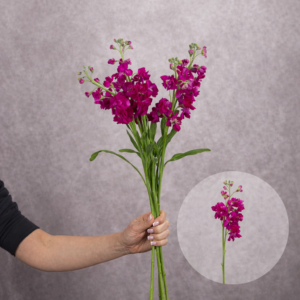 Stocks Hot Pink 5 stems per bunch