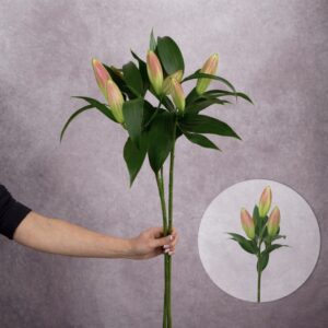 Lilies Pink Oriental 2 stems per bunch