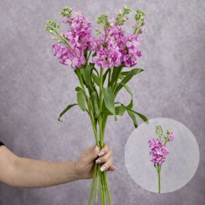 Stocks Pink 5 stems per bunch