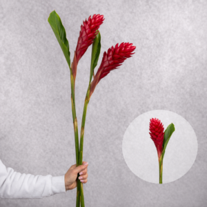 Ginger Red 2 stems per bunch