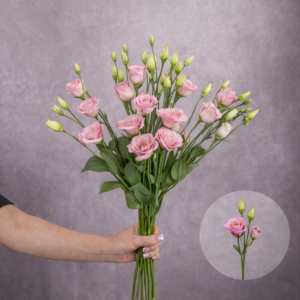 Lisianthus Light Pink 5 stems per bunch