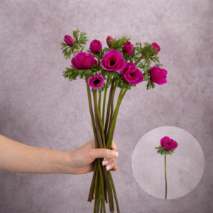 Anemones Hot Pink 10 stems per bunch