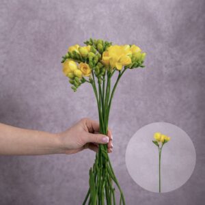 Freesia Yellow 10 stems per bunch