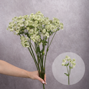 Astrantia 10 stems per bunch