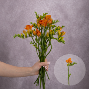 Freesia Orange 10 stems per bunch