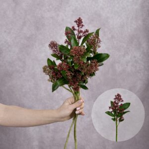 Skimmia Red by the bunch