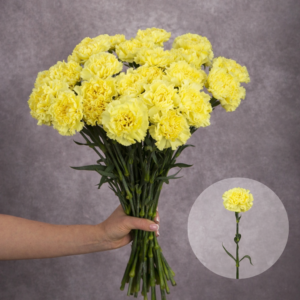 Carnations Yellow 10 stems per bunch