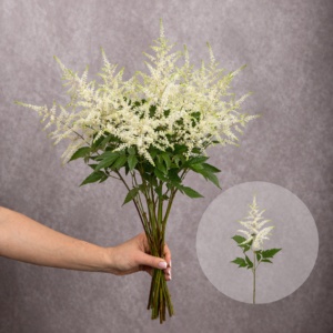 Astilbe White 10 stems per bunch