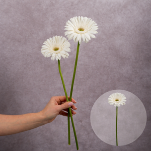 Gerbera White (Yellow Center) 2 stems per bunch