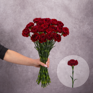 Carnations Burgundy 10 stems per bunch