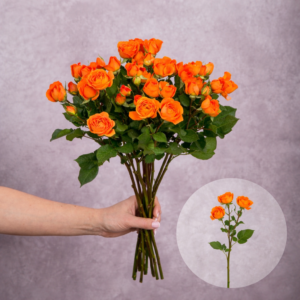 Spray Roses Orange 10 stems per bunch