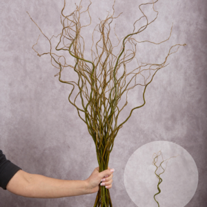 Curly Willow Green 10 stems per bunch