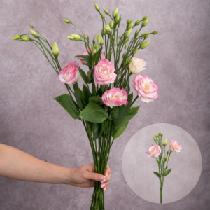 Lisianthus Pink Bicolour 5 stems per bunch