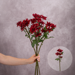 Chrysanthemums Burgundy Flat 5 stems per bunch