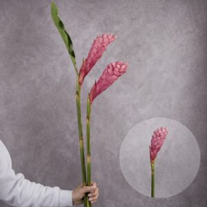 Ginger Pink 2 stems per bunch