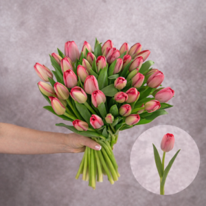 Tulips Vibrant Pink 10 stems per bunch