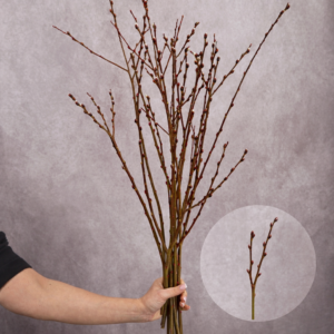 Pussy Willow Branches Short 10 stems per bunch