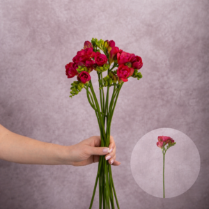 Freesia Red 10 stems per bunch