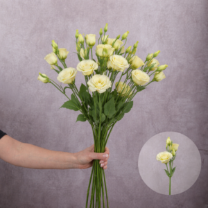 Lisianthus Cream 5 stems per bunch