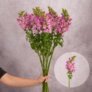 Snapdragons Lavender 10 stems per bunch