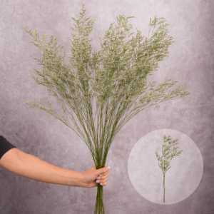 Limonium White 3 stems per bunch