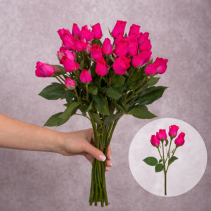 Spray Roses Hot Pink 10 stems per bunch