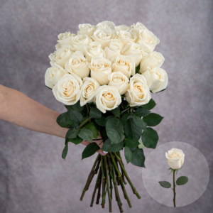 Roses Cream Vendela 6 stems per bunch