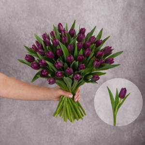Tulips Dark Purple Double 10 stems per bunch