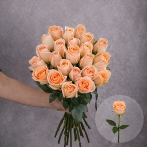 Roses Peach Tiffany 6 stems per bunch