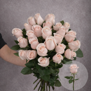 Roses Light Pink Poma Rosa 6 stems per bunch