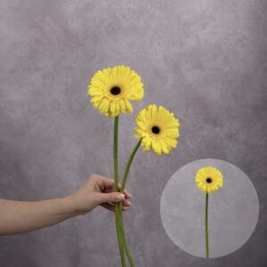 Gerbera Yellow (Black Center) 2 stems per bunch