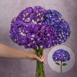 Hydrangea Purple per stem