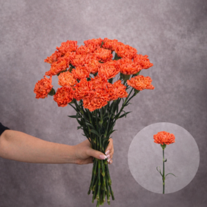 Carnations Orange 10 stems per bunch