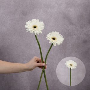 Gerbera White (Black Center) 2 stems per bunch