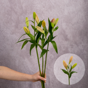 Lilies Pink Asiatic 3 stems per bunch