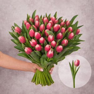 Tulips Variegated Pink 10 stems per bunch