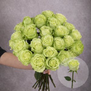 Roses Green Lemonade 6 stems per bunch