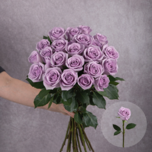 Roses Lavender Ocean Song 6 stems per bunch