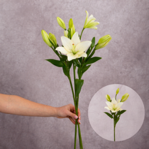 Lilies White Asiatic 3 stems per bunch