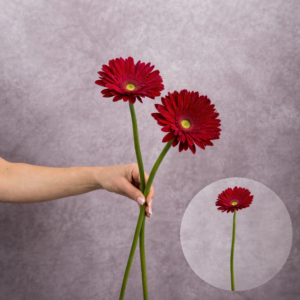 Gerbera Red (Yellow Center) 2 stems per bunch