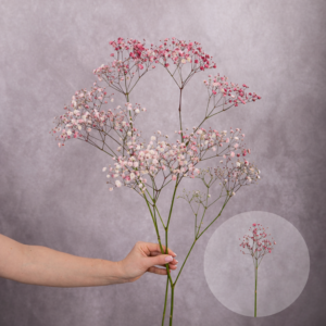 Baby's Breath Red 2 stems per bunch