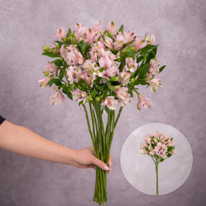 Alstroemeria Light Pink 10 stems per bunch