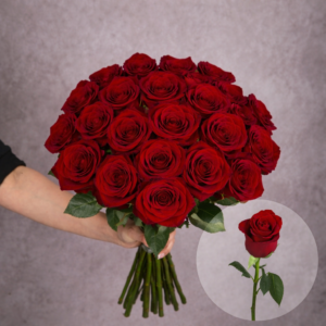 Roses Dark Red Explorer 6 stems per bunch