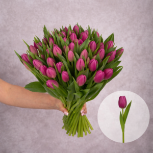 Tulips Hot Pink 10 stems per bunch