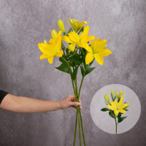 Lilies Yellow Asiatic 3 stems per bunch