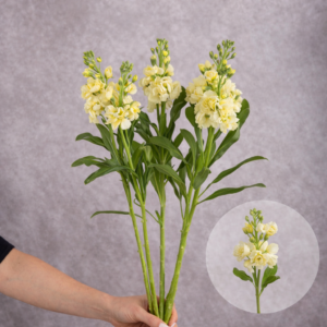 Stock Cream 5 stems per bunch