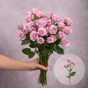 Spray Roses Pink 10 stems per bunch
