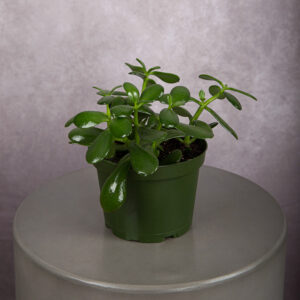 Jade Plant (6 inches)