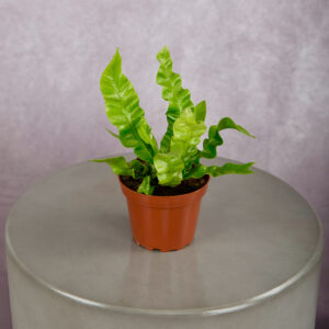 Crispy Wave Fern (4 inches)